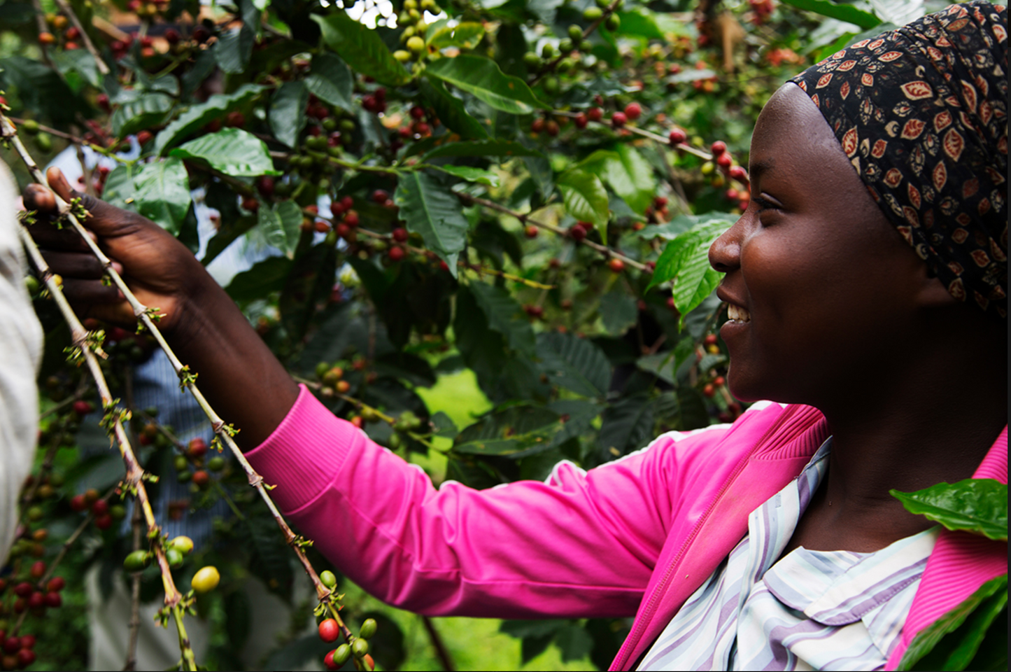 Rwanda Boneza Coffee - RegenrusCARES